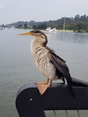 Anhinga novaehollandiae
