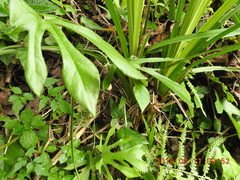 Aristolochia cucurbitifolia