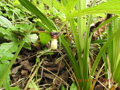 Aristolochia cucurbitifolia