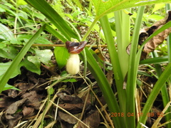 Aristolochia cucurbitifolia