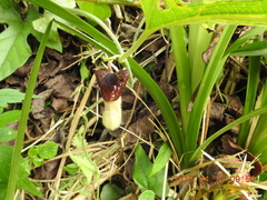 Aristolochia cucurbitifolia