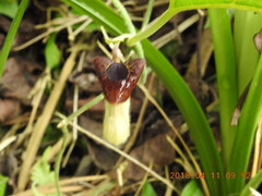 Aristolochia cucurbitifolia