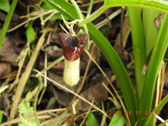 Aristolochia cucurbitifolia