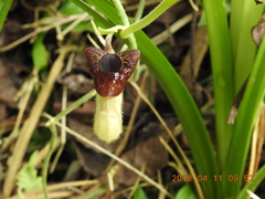 Aristolochia cucurbitifolia