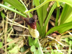 Aristolochia cucurbitifolia