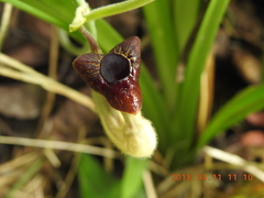 Aristolochia cucurbitifolia