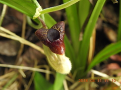Aristolochia cucurbitifolia