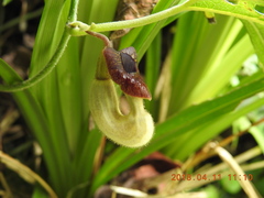 Aristolochia cucurbitifolia