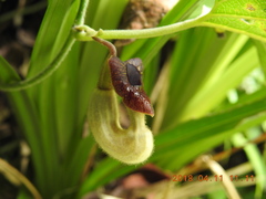 Aristolochia cucurbitifolia