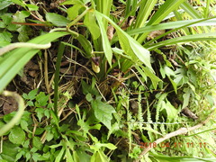 Aristolochia cucurbitifolia