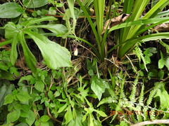 Aristolochia cucurbitifolia