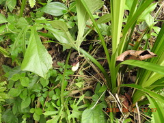 Aristolochia cucurbitifolia