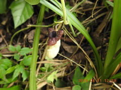 Aristolochia cucurbitifolia