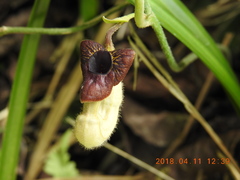 Aristolochia cucurbitifolia