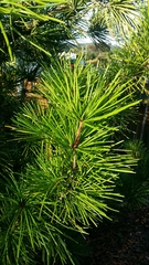 Sciadopitys verticillata