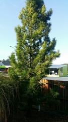 Sciadopitys verticillata