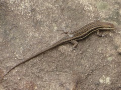 Trachylepis varia