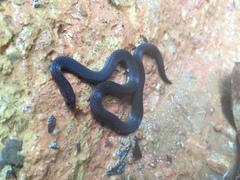 Pseudorabdion longiceps