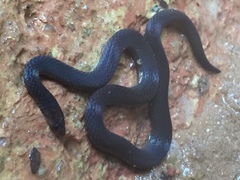 Pseudorabdion longiceps