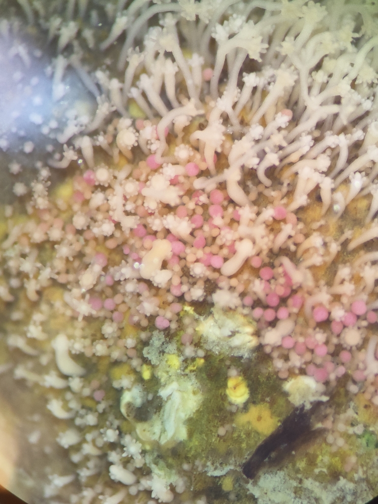 Hydractinia symbiolongicarpus