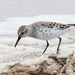 Western Sandpiper - Photo (c) Greg Lasley, some rights reserved (CC BY-NC), uploaded by Greg Lasley