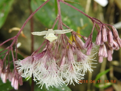 Eupatorium tashiroi
