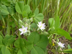 Spergularia macrotheca