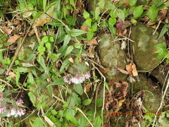 Eupatorium tashiroi