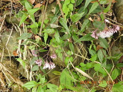 Eupatorium tashiroi