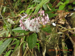 Eupatorium tashiroi