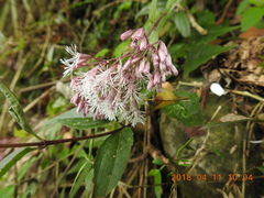 Eupatorium tashiroi