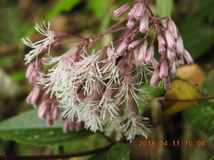 Eupatorium tashiroi