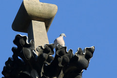 Columba palumbus
