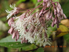 Eupatorium tashiroi