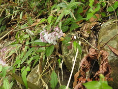 Eupatorium tashiroi