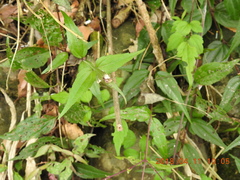 Eupatorium tashiroi