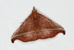 Corgatha ancistrodes