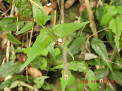 Eupatorium tashiroi