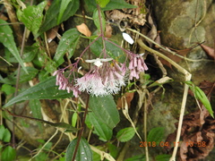 Eupatorium tashiroi