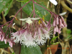 Eupatorium tashiroi