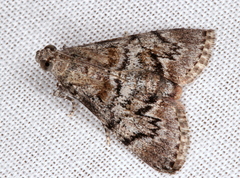 Enchesphora streptomela