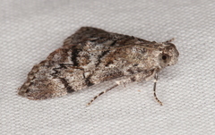 Enchesphora streptomela