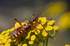 Rhynocoris punctiventris