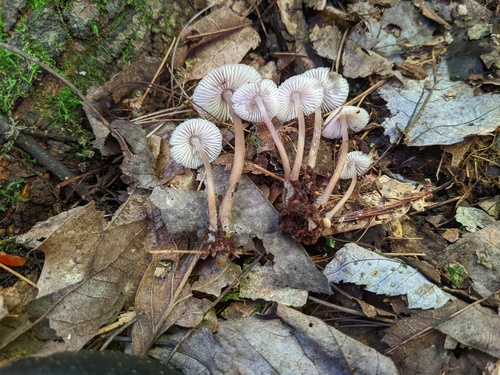 Mycena inclinata (Photo 3 of 5)