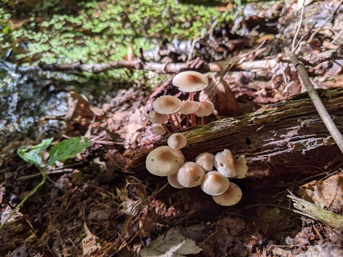 Mycena inclinata