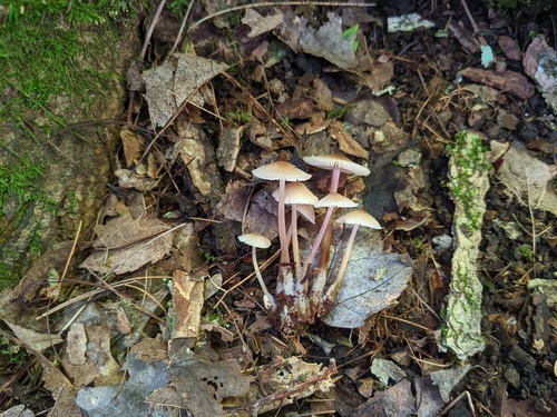 Mycena inclinata (Photo 2 of 5)