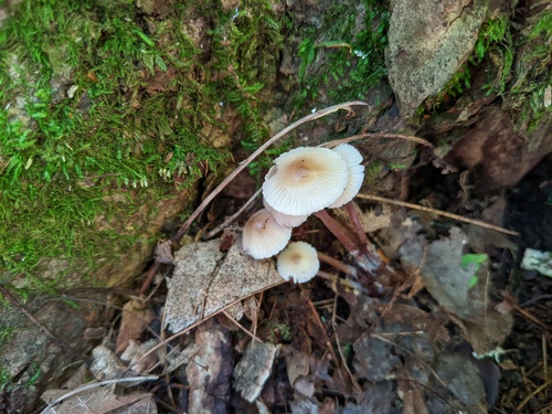 Mycena inclinata (Photo 5 of 5)
