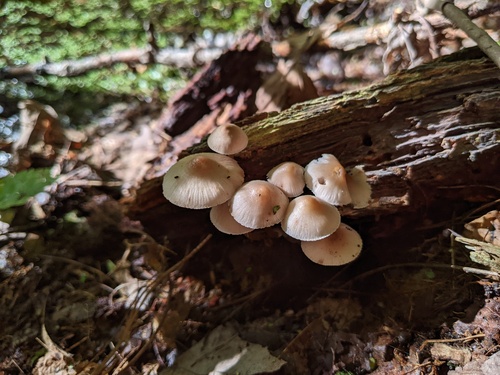 Mycena inclinata (Photo 4 of 5)