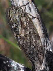 Platypleura capensis