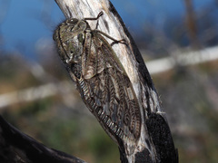 Platypleura capensis